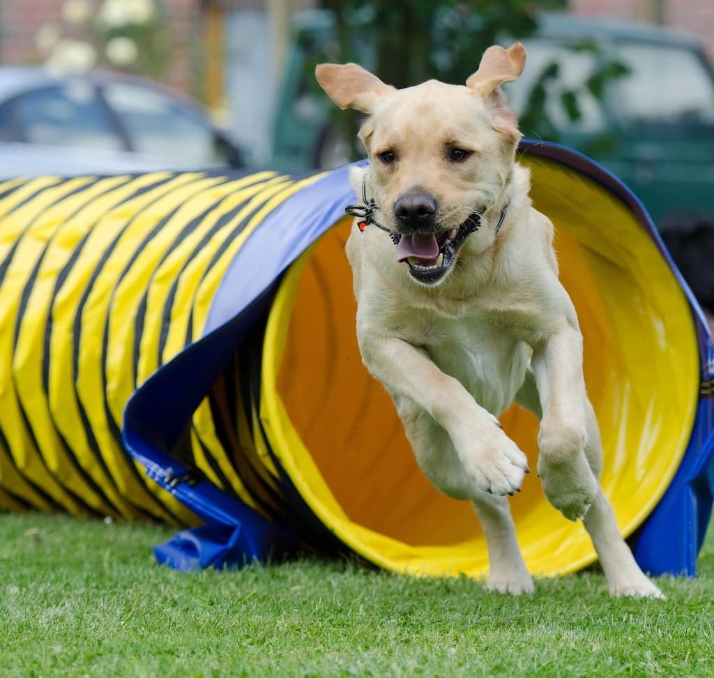 Agility Cachorro O Que é, Benefícios e Raças Mais Ágeis