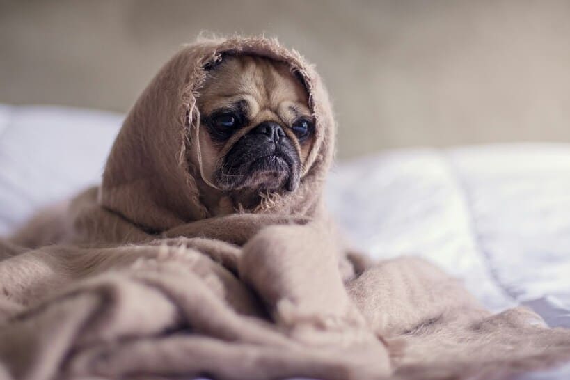 Leishmaniose Canina Tratamento
