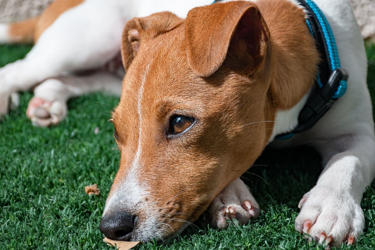 leishmaniose em cães sintomas