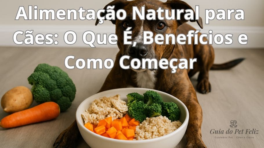 Cão de porte médio sentado ao lado de um pote com frango, legumes e arroz, representando uma refeição equilibrada de alimentação natural para cães, como abordado no artigo sobre nutrição saudável e ingredientes frescos para pets.
