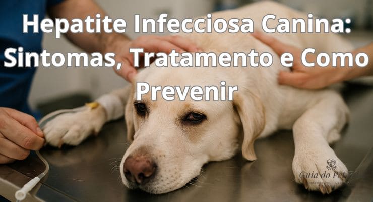 Hepatite Infecciosa Canina Sintomas, Tratamento e Como Prevenir