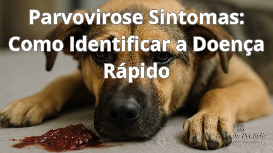 Parvovirose Sintomas Como Identificar a Doença Rápido