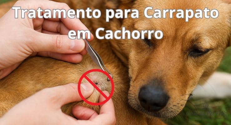 Tratamento para Carrapato em Cachorro Opções mais eficazes